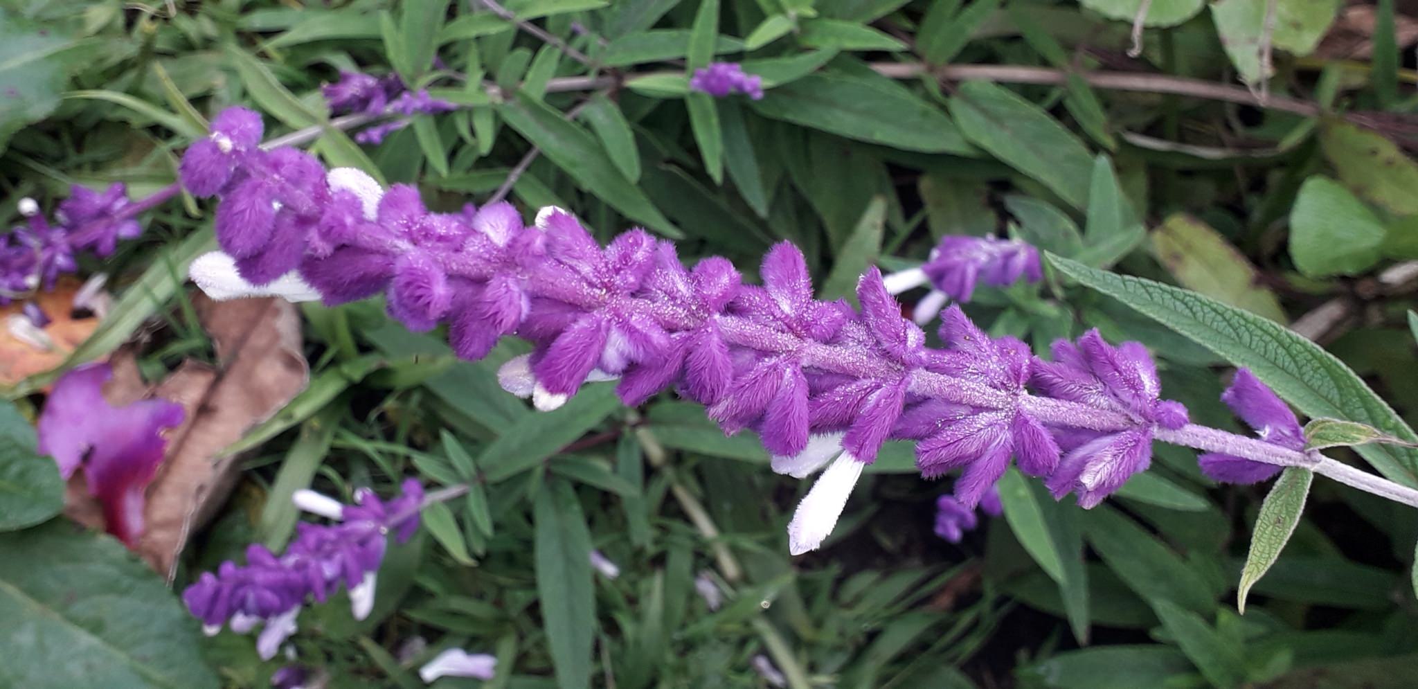 Salvia leucantha